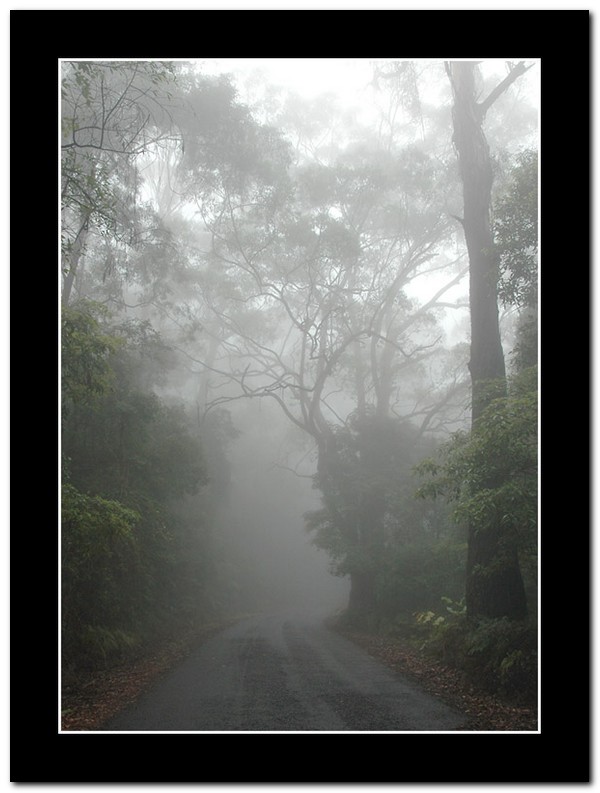 photo "Fog in forest." tags: landscape, forest