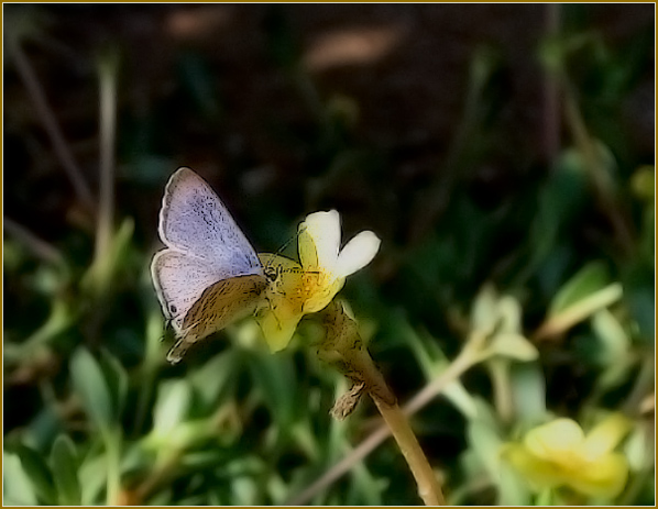 photo "***" tags: nature, insect