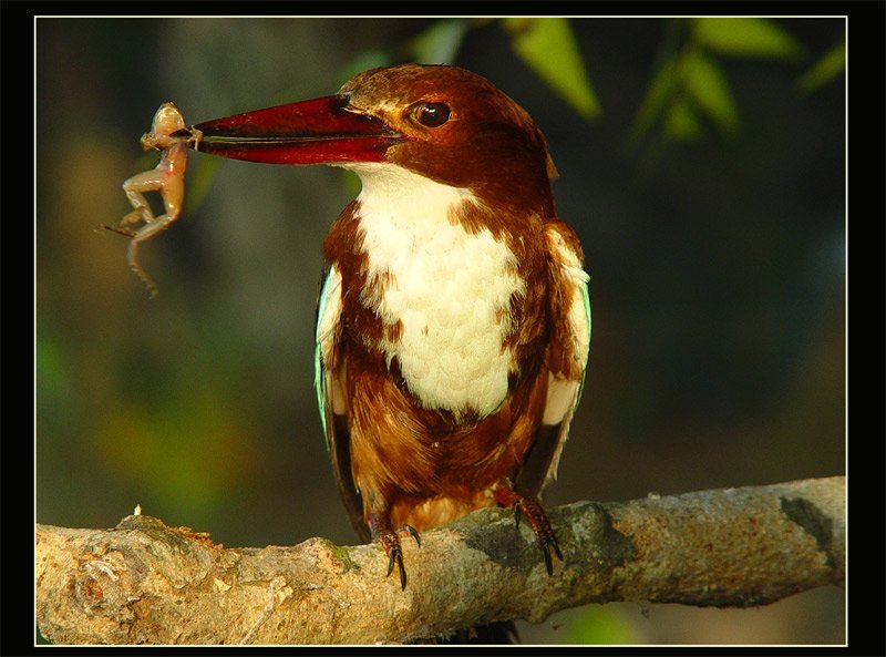 photo "White Breasted Kingfisher" tags: nature, wild animals