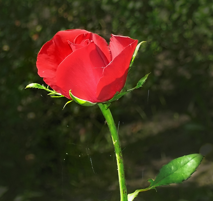 photo "***" tags: nature, flowers