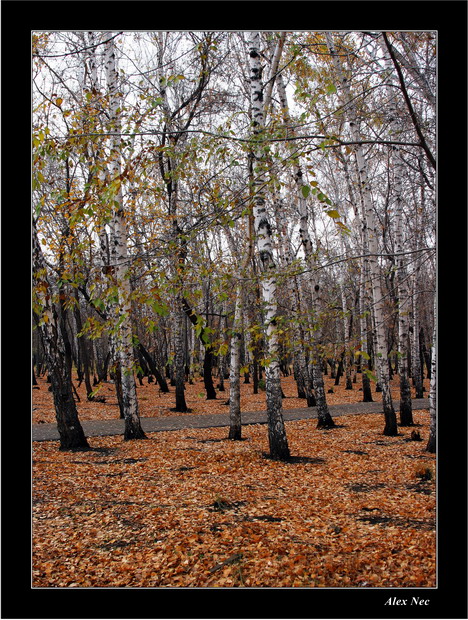 photo "The forgotten autumn" tags: landscape, autumn