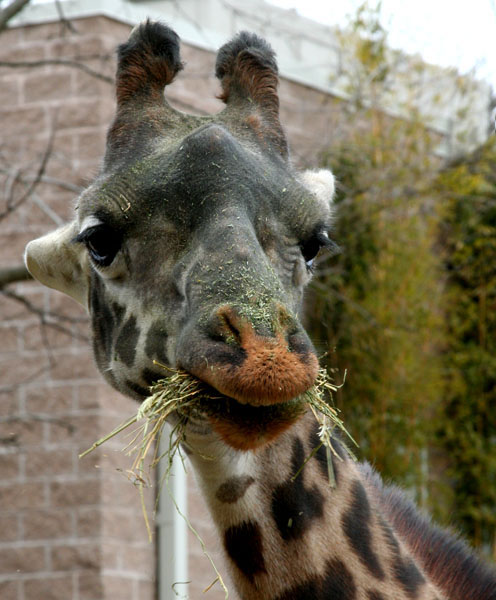 фото "9589.2 Giraffe" метки: природа, дикие животные
