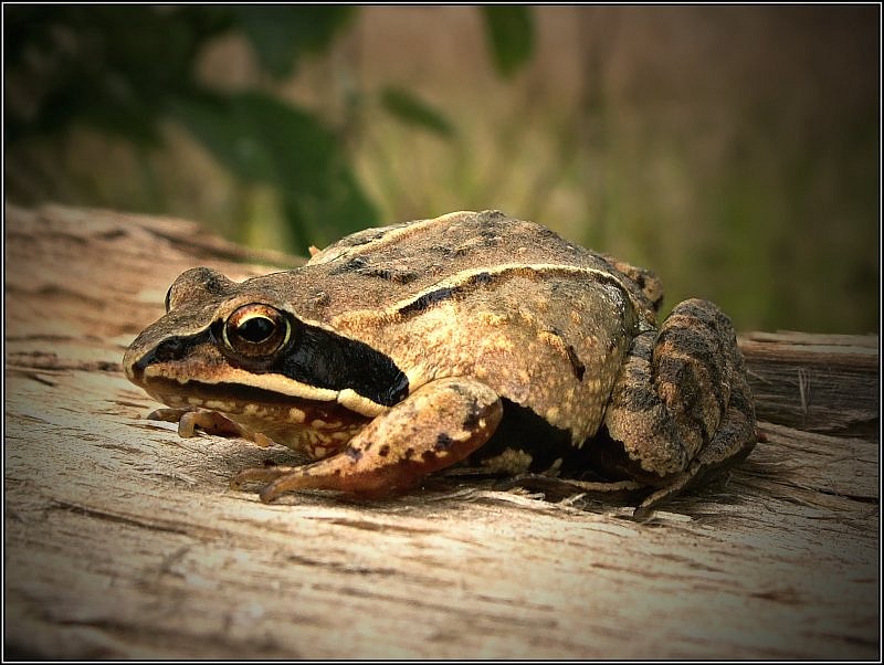 photo "Frog the ninja :)" tags: macro and close-up, nature, wild animals