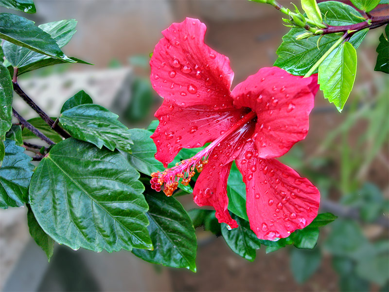 photo "Ablution" tags: macro and close-up, 