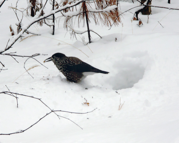 photo "Nutcracker" tags: nature, wild animals