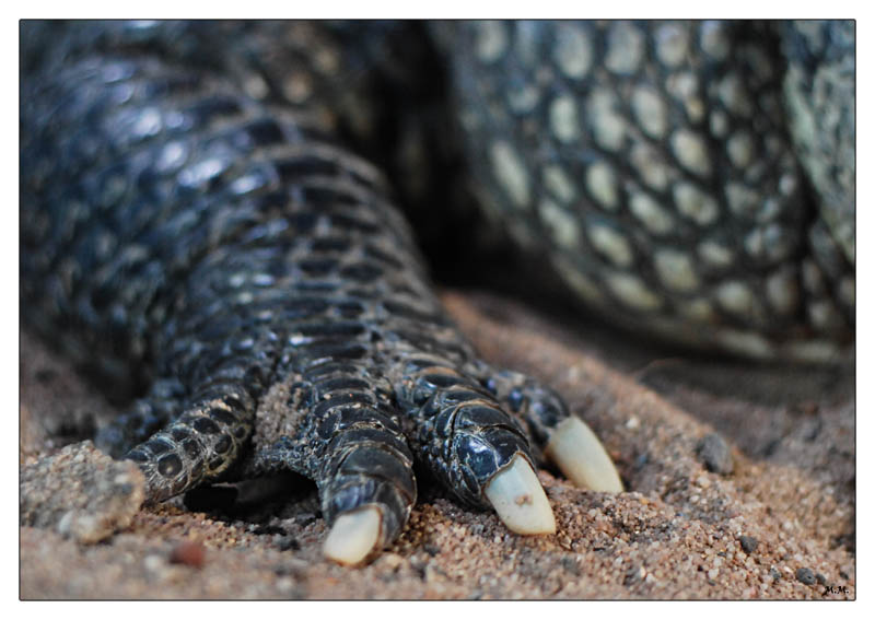 photo "Foot prints" tags: nature, wild animals