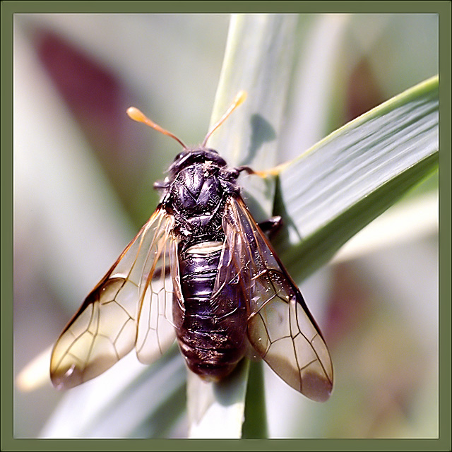 photo "Fly" tags: nature, macro and close-up, insect