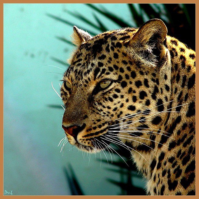 photo "Pussy-cat" tags: nature, wild animals