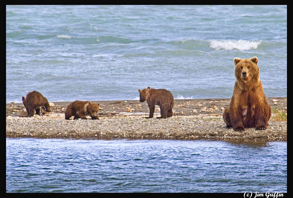 photo "Mom and the 4 cubs -1" tags: nature, wild animals