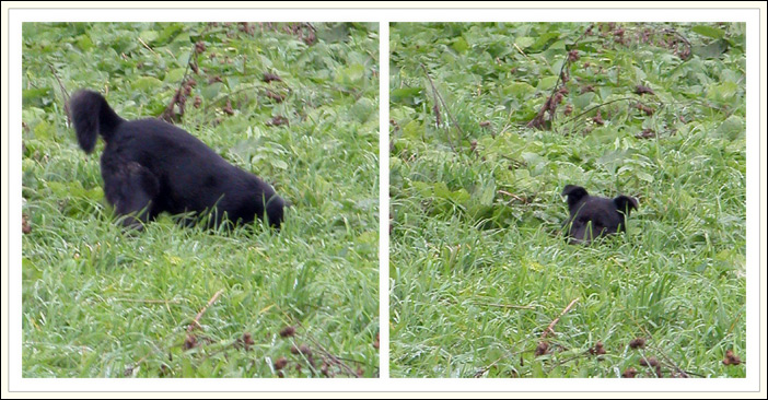 photo "It was dug round" tags: nature, genre, pets/farm animals