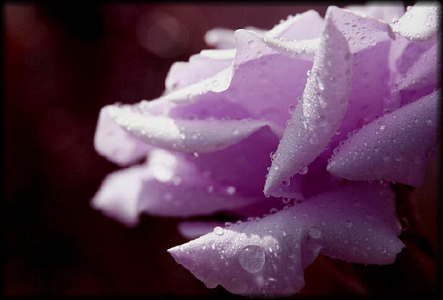 photo "Touch Of Lavendar" tags: nature, macro and close-up, flowers