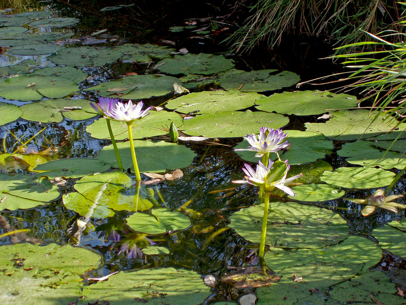 photo "Lily Pond" tags: nature, 