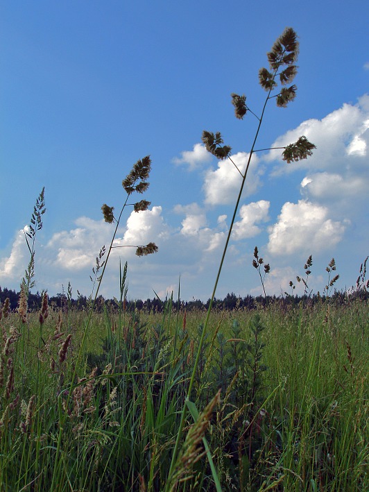 photo "***" tags: landscape, summer