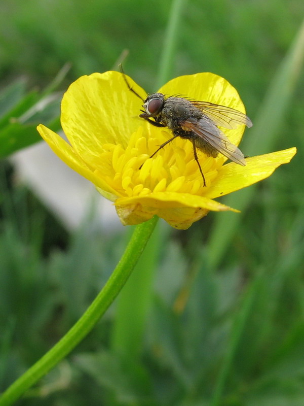 photo "Bent for fine" tags: nature, macro and close-up, insect