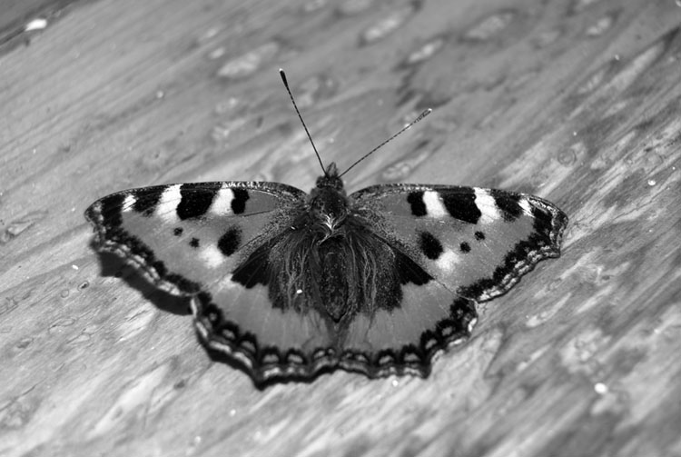 photo "sleeping butterfly" tags: black&white, nature, insect