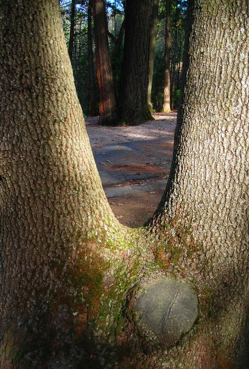 photo "tree framed trees" tags: nature, landscape, flowers, forest