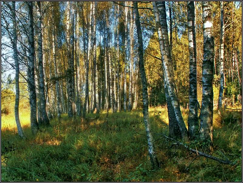 photo "In a shadow of a birch wood" tags: landscape, autumn, forest