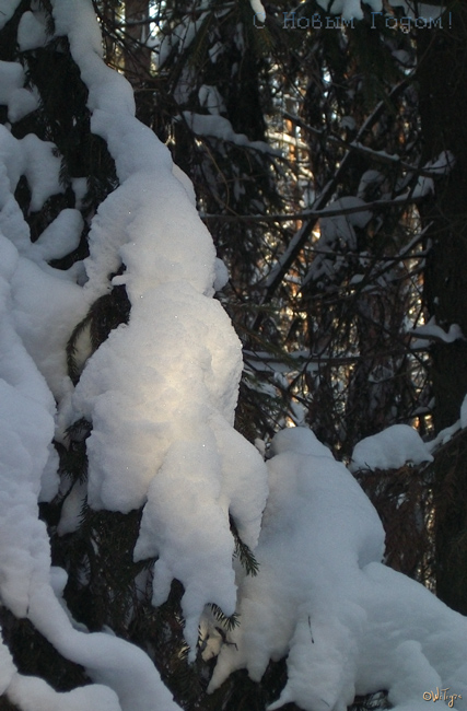 photo "***" tags: landscape, forest