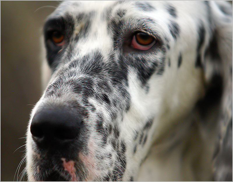 фото "Старый охотничий пёс" метки: портрет, природа, домашние животные