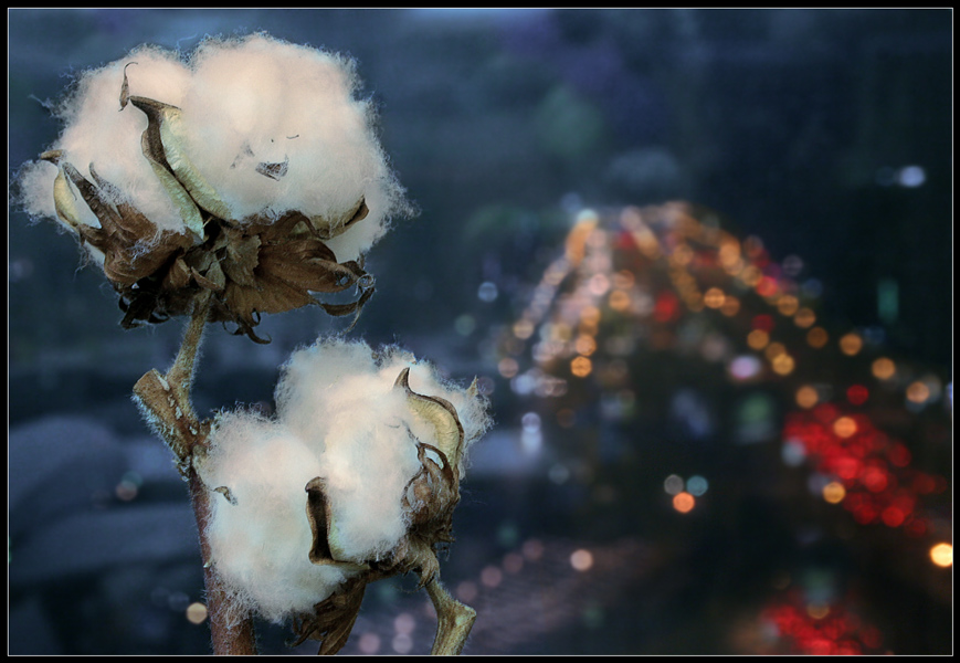 photo "The southern visitor at the Moscow window" tags: still life, 