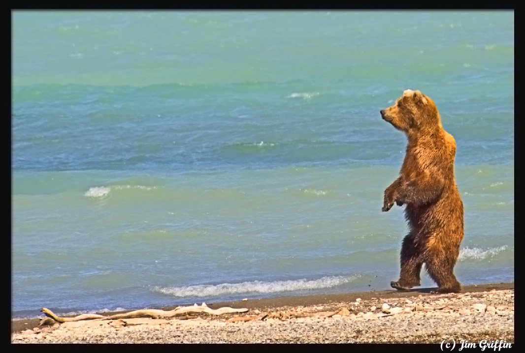 photo "Momma bear walking away from 2006 and into 2007" tags: nature, landscape, water, wild animals