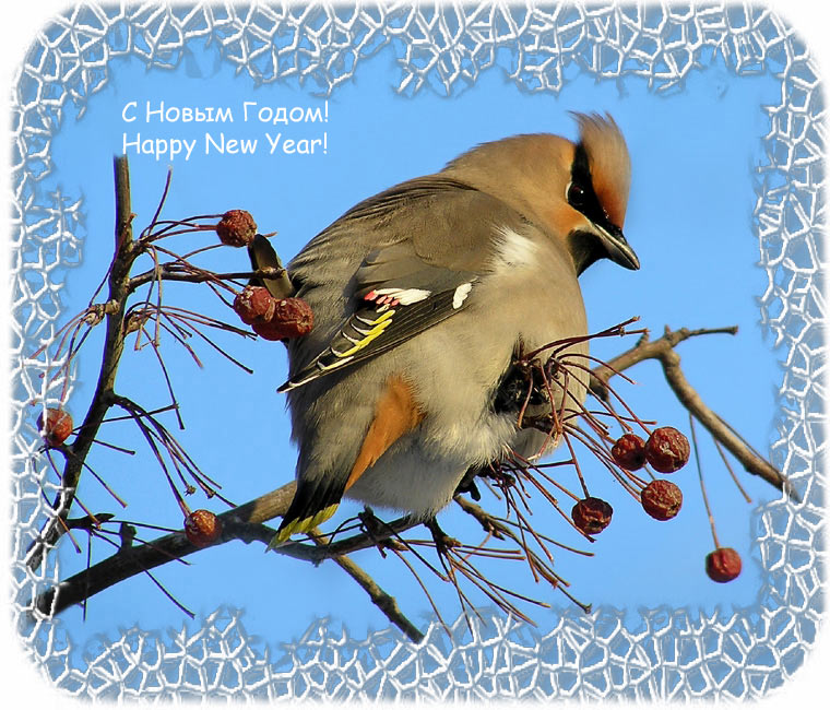 photo "Happy New  Year!" tags: nature, wild animals