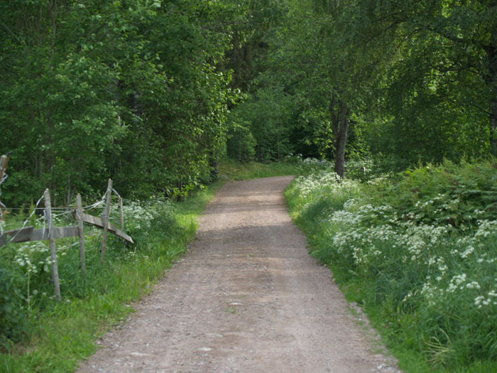 photo "Green road" tags: landscape, summer