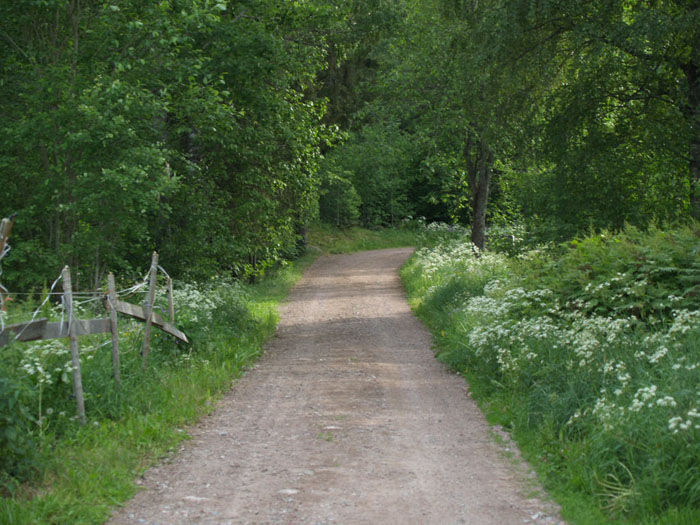 фото "Green road" метки: пейзаж, лето