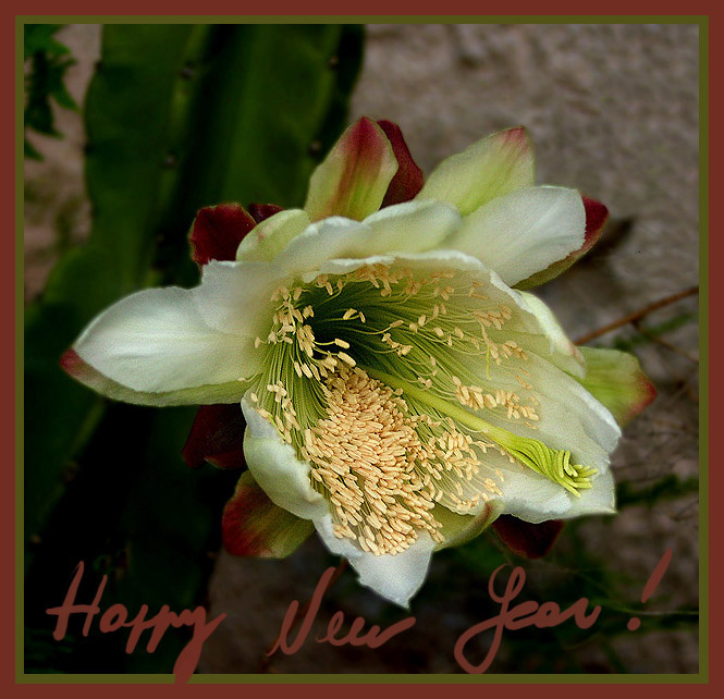 photo "HAPPY NEW YEAR, MY FRIENDS!!!" tags: PF life, nature, flowers