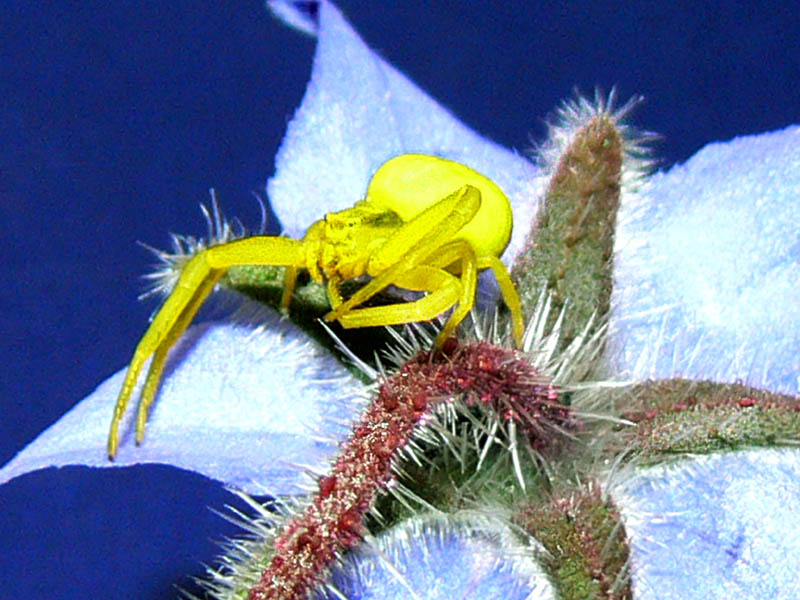 фото "желтый паучок" метки: пейзаж, природа, лето, насекомое