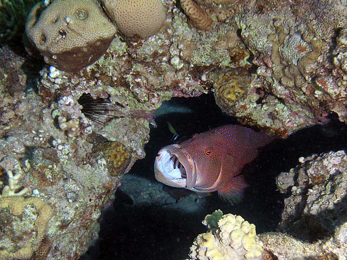 photo "Dentist room" tags: underwater, 