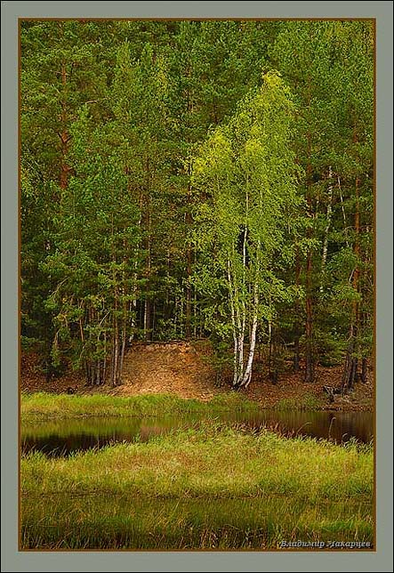 фото "Березки" метки: пейзаж, вода, лес