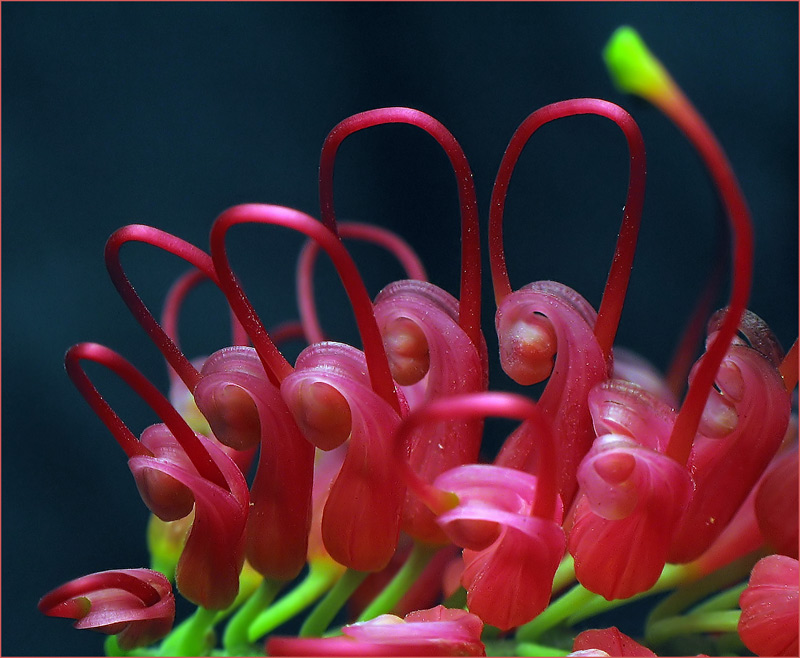 photo "***" tags: macro and close-up, nature, flowers