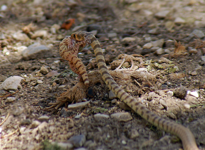 photo "***" tags: nature, travel, wild animals