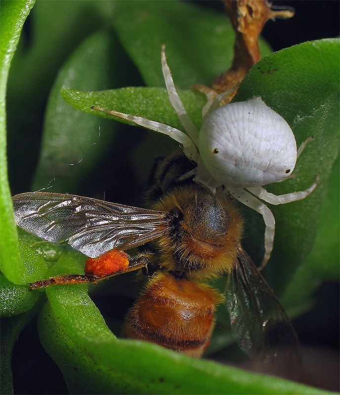 photo "***" tags: nature, macro and close-up, insect