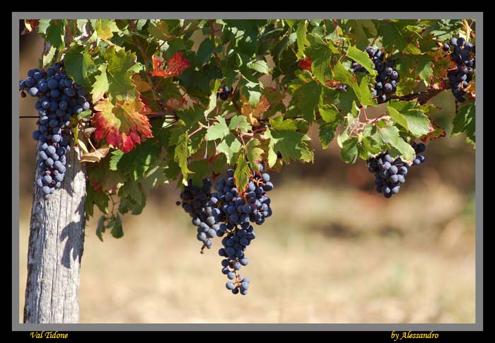 фото "val tidone" метки: природа, цветы