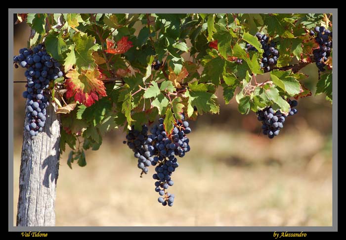 photo "val tidone" tags: nature, flowers