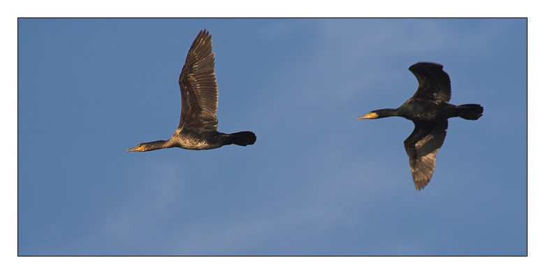 photo "Interceptors" tags: nature, interior, wild animals