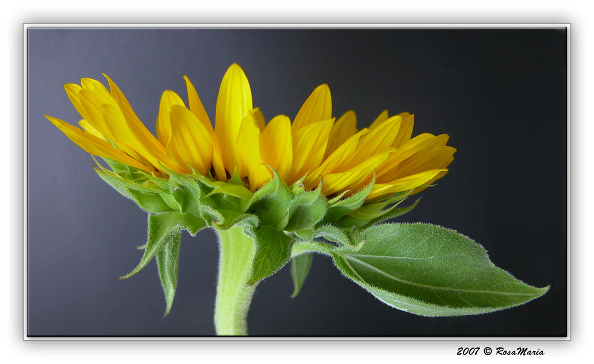 фото "The sun will shine in 2007" метки: природа, цветы