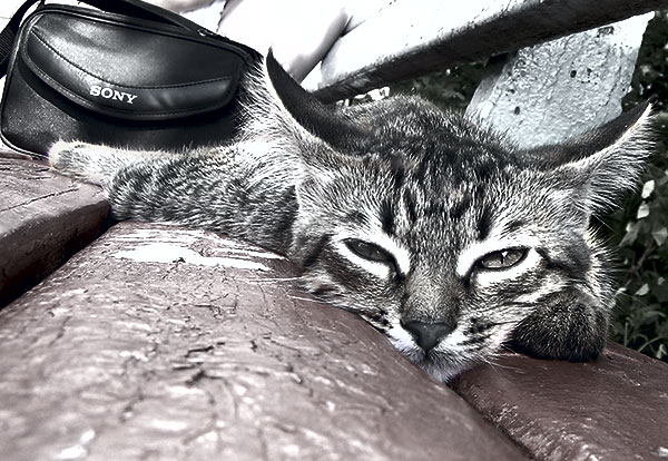 photo "***" tags: nature, pets/farm animals