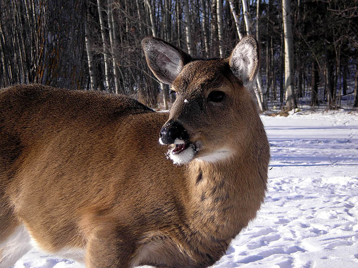 photo "Smile for the camera" tags: nature, wild animals