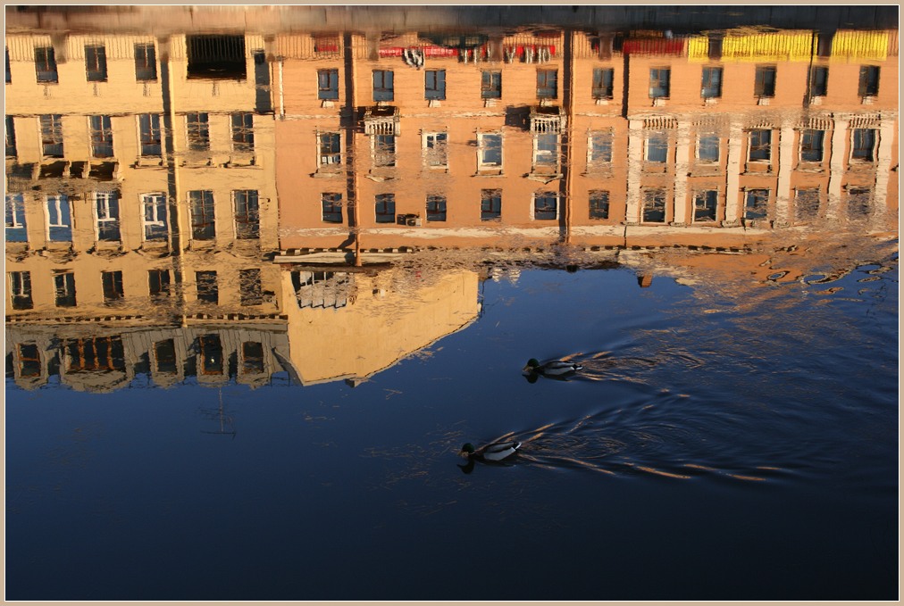 photo "Ducks in the city" tags: architecture, nature, landscape, wild animals