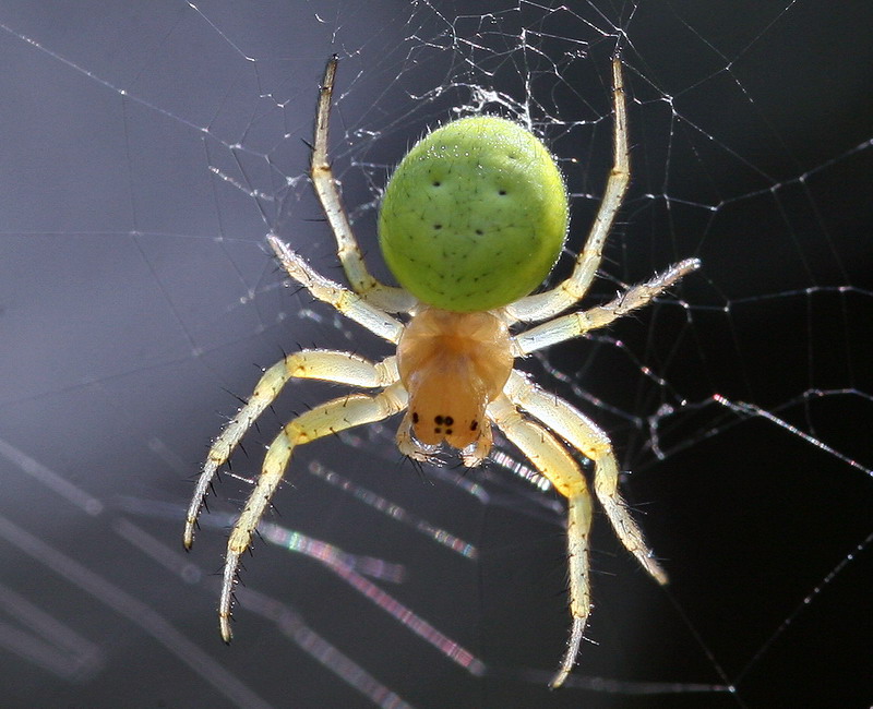 photo "Tiny transparent spider" tags: nature, insect