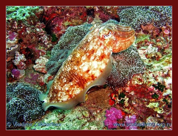 photo "Cuttlefish" tags: underwater, nature, wild animals