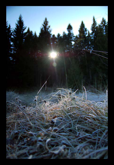 photo "morning light" tags: landscape, nature, flowers, forest