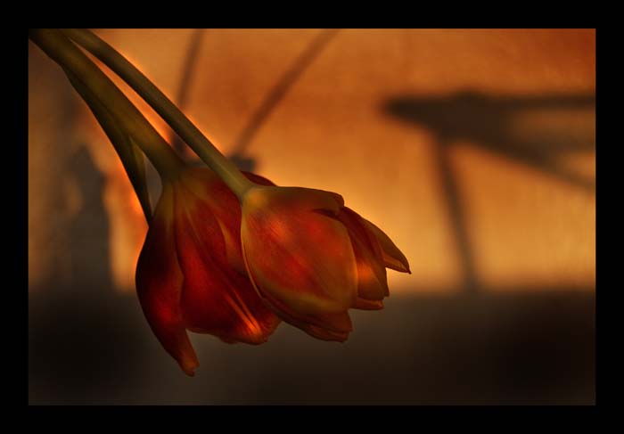 photo "enchanted tulips" tags: still life, nature, flowers