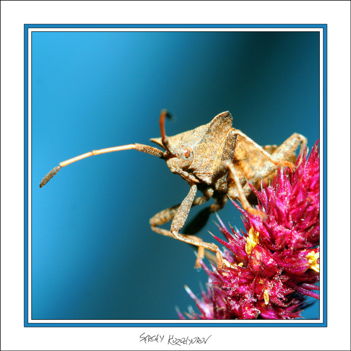 photo "***" tags: macro and close-up, nature, insect