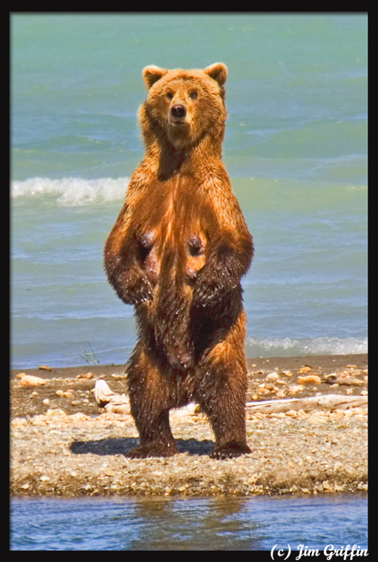фото "Has anyone seen my cubs? (To be continued...)" метки: природа, дикие животные