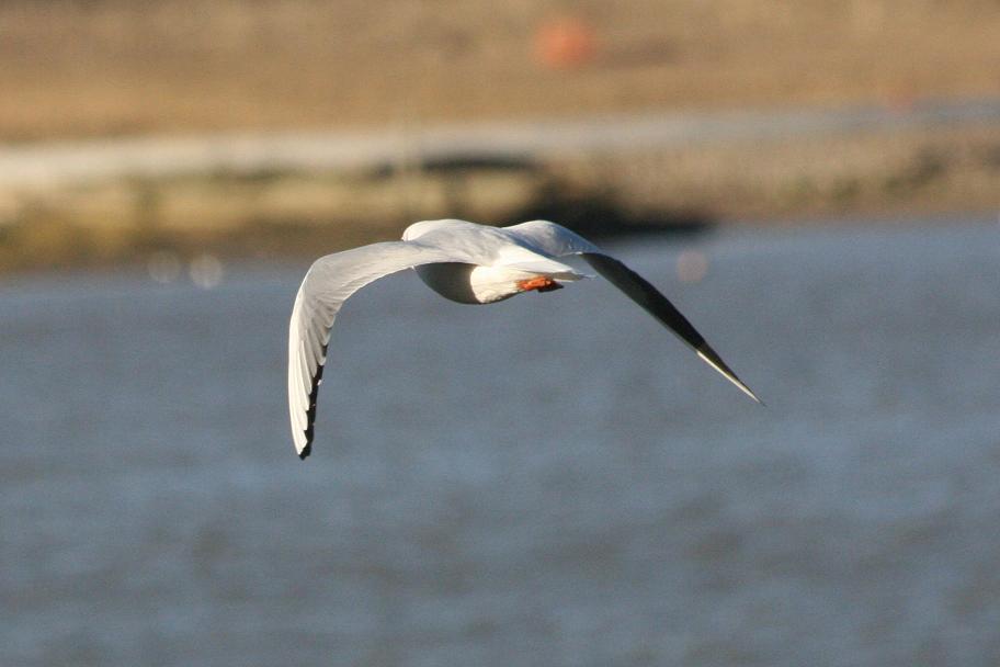 photo "On the wing ...." tags: nature, wild animals
