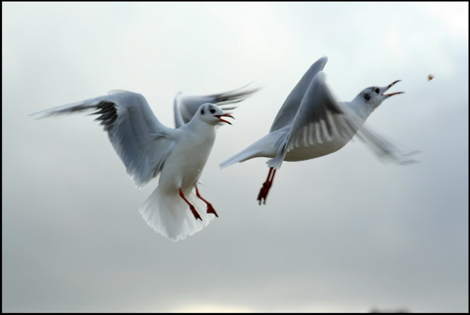 photo "les mouettes" tags: nature, wild animals